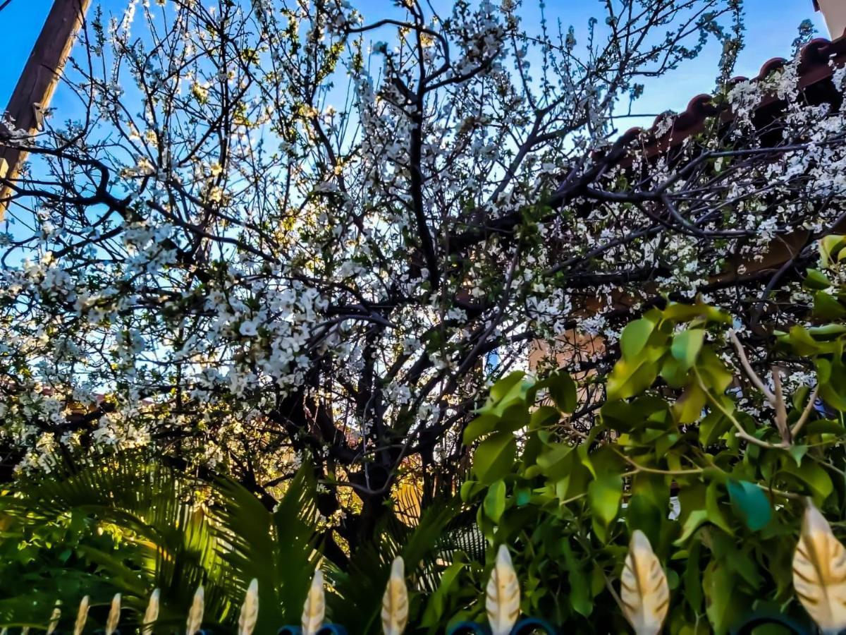 West Garden At Aigio By Greece Apartments Εξωτερικό φωτογραφία