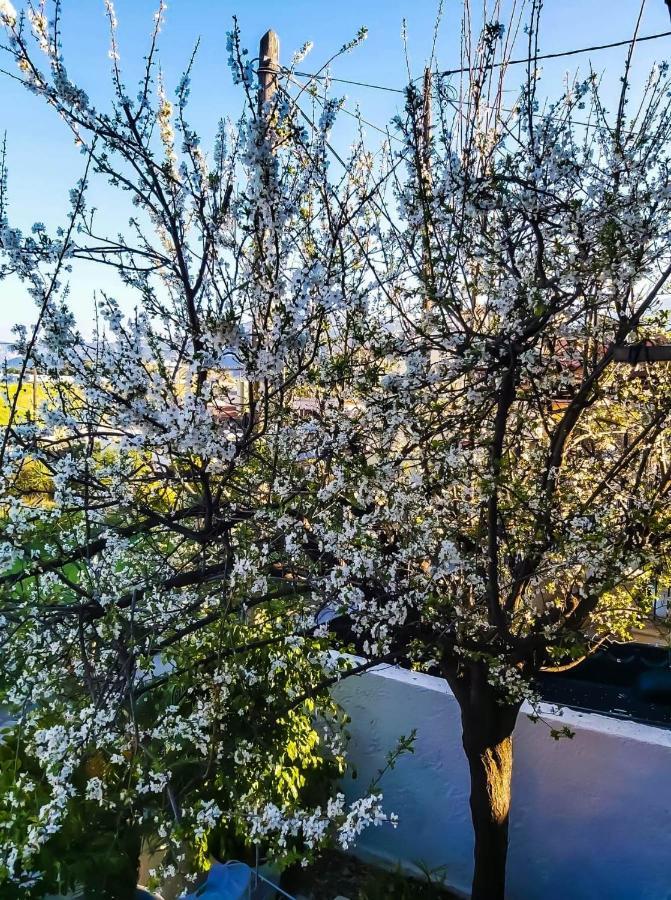 West Garden At Aigio By Greece Apartments Εξωτερικό φωτογραφία